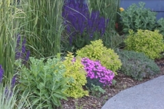 Calgary Perennials and New Sidewalk
