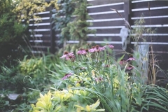 Plants