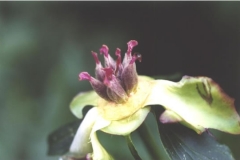 Plants