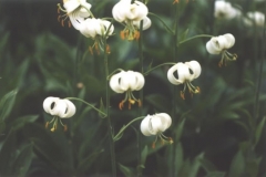 Plants