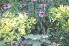 Plants