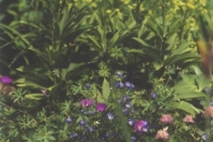Plants