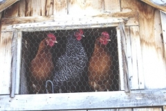 Chickens