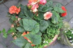 Plants