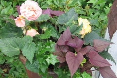 Plants