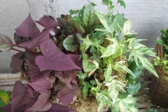 Plants