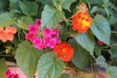 Plants
