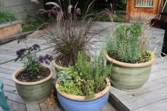 Plants